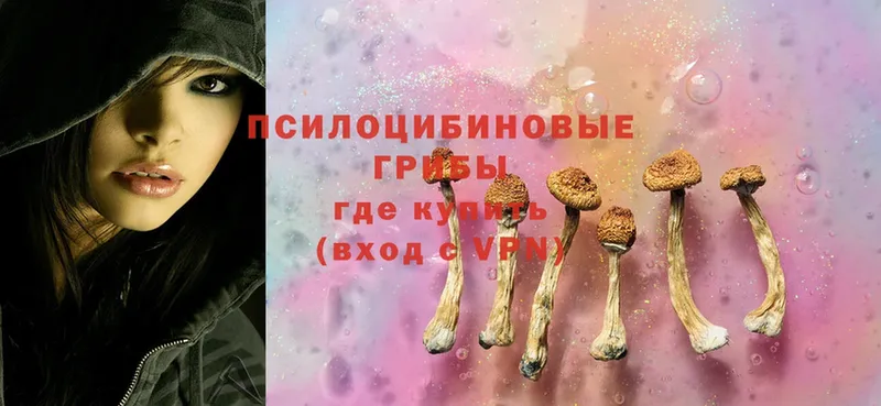 Галлюциногенные грибы Cubensis  магазин продажи   это какой сайт  Нижнекамск 